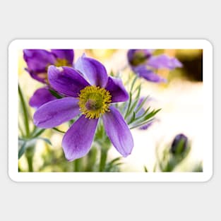 Pulsatilla vulgaris (Kuhschelle) flowers in the garden Sticker